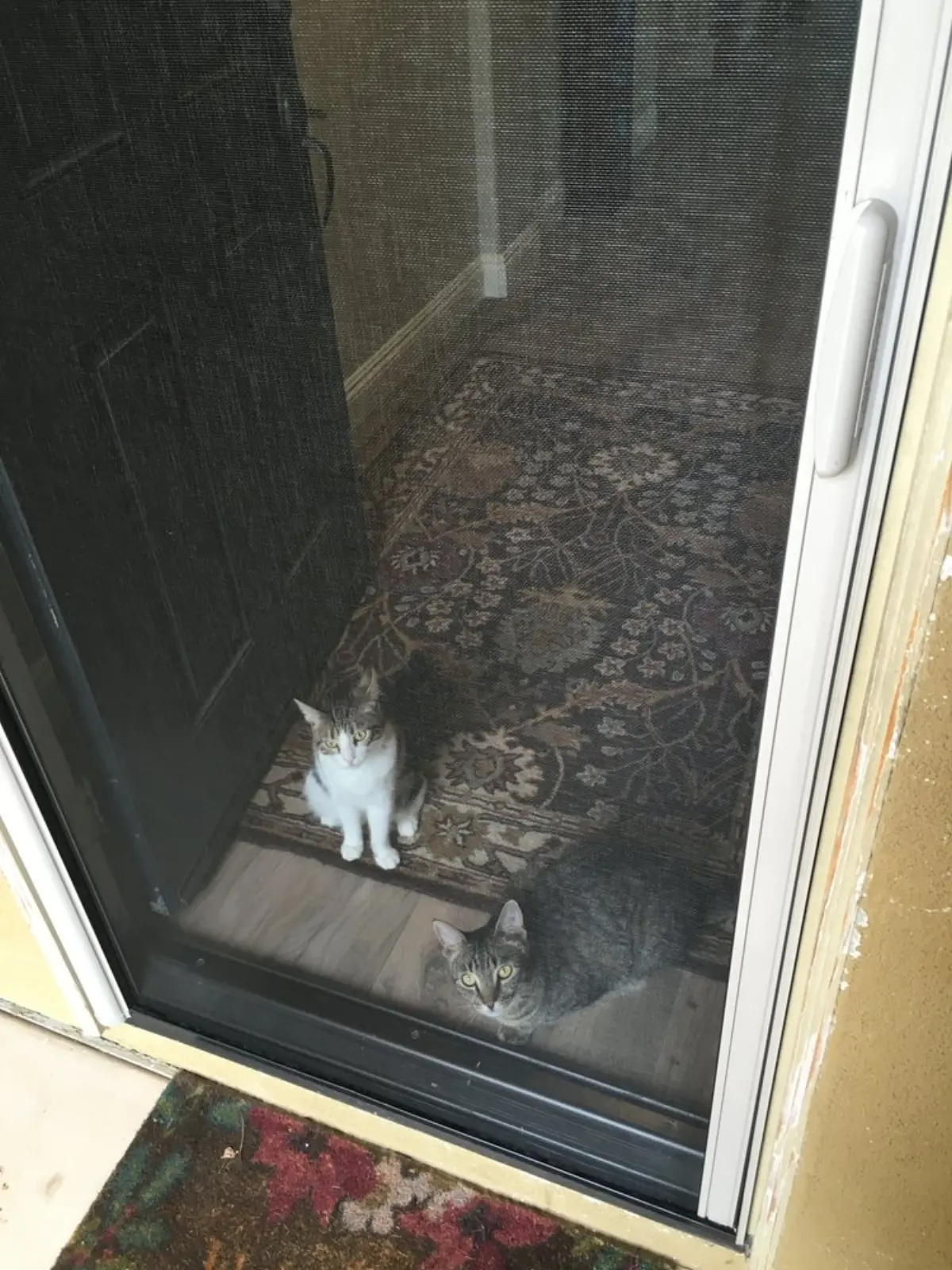 Retractable Screen for French Door - Cupertino